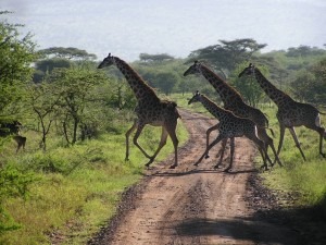 girafee-on-the-waypc-300x225